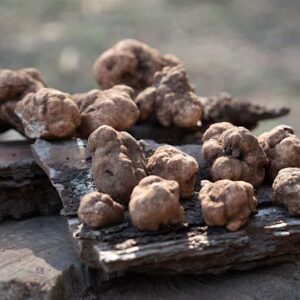 Tartufo Bianchetto