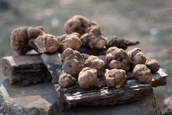 Tartufo Bianchetto