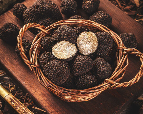 Tartufo Nero Uncinato
